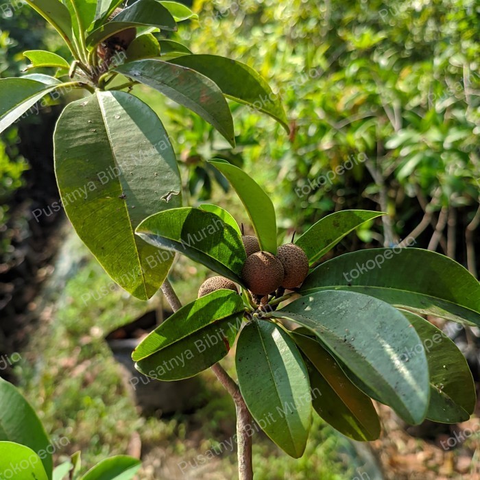 Bibit Tanaman Buah Sawo Kondisi Berbuah-Pohon Sawo Sudah Berbuah