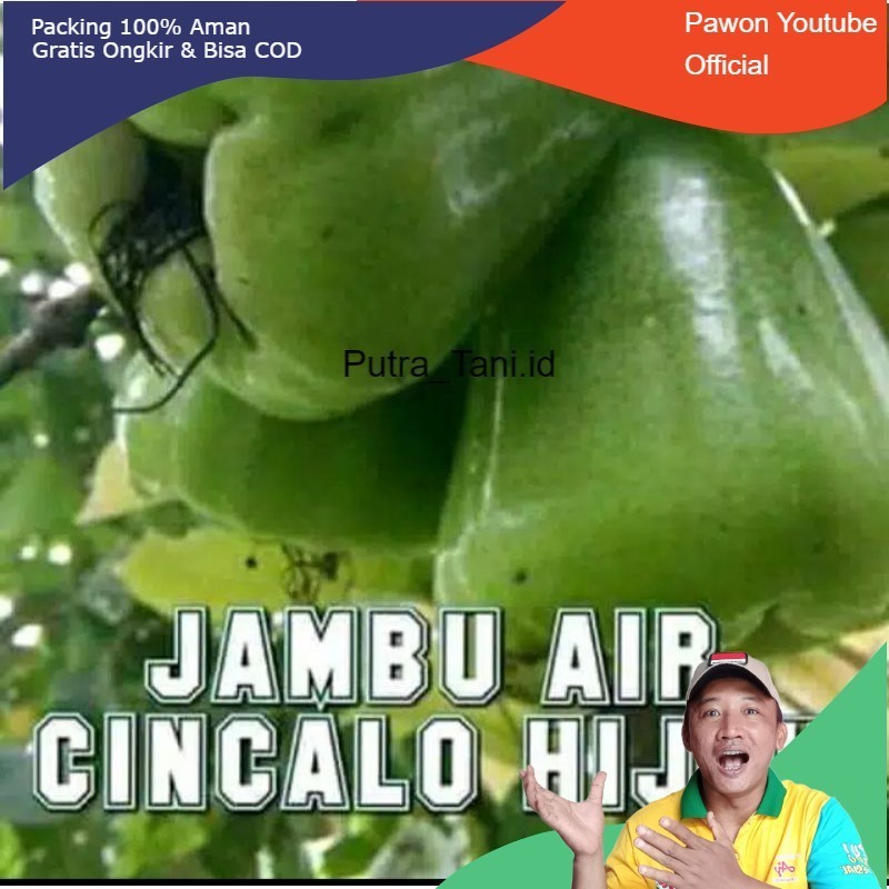 Bibit jambu air cincalo hijau