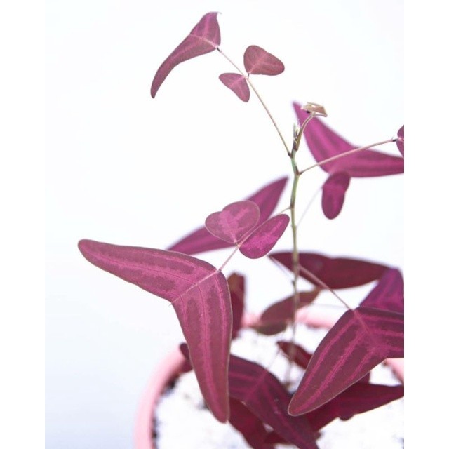 {BISA COD} tanaman kupu kupu oxalis batik merah oxalis ungu christia vespertilionis