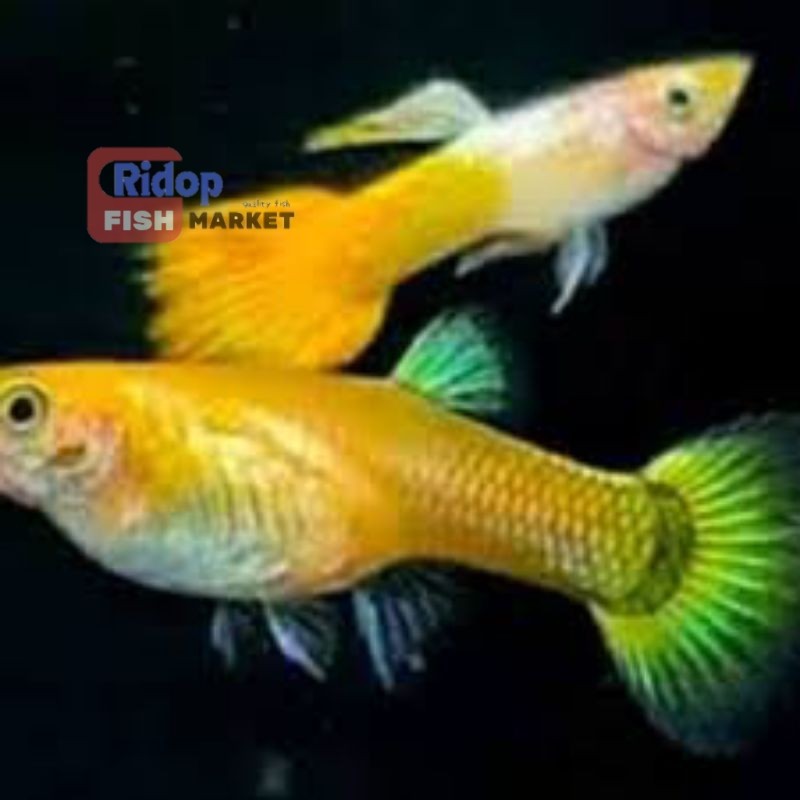 Hiasan aquascape sepasang gupi guppy micarif yellow mikarif micariff kuning ridopfish
