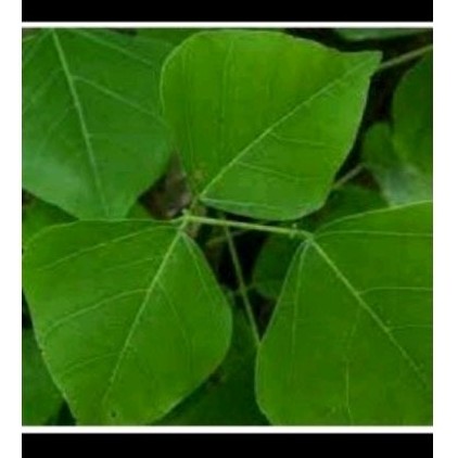 

daun dadap sgar daun dadap organik 30 lmbar