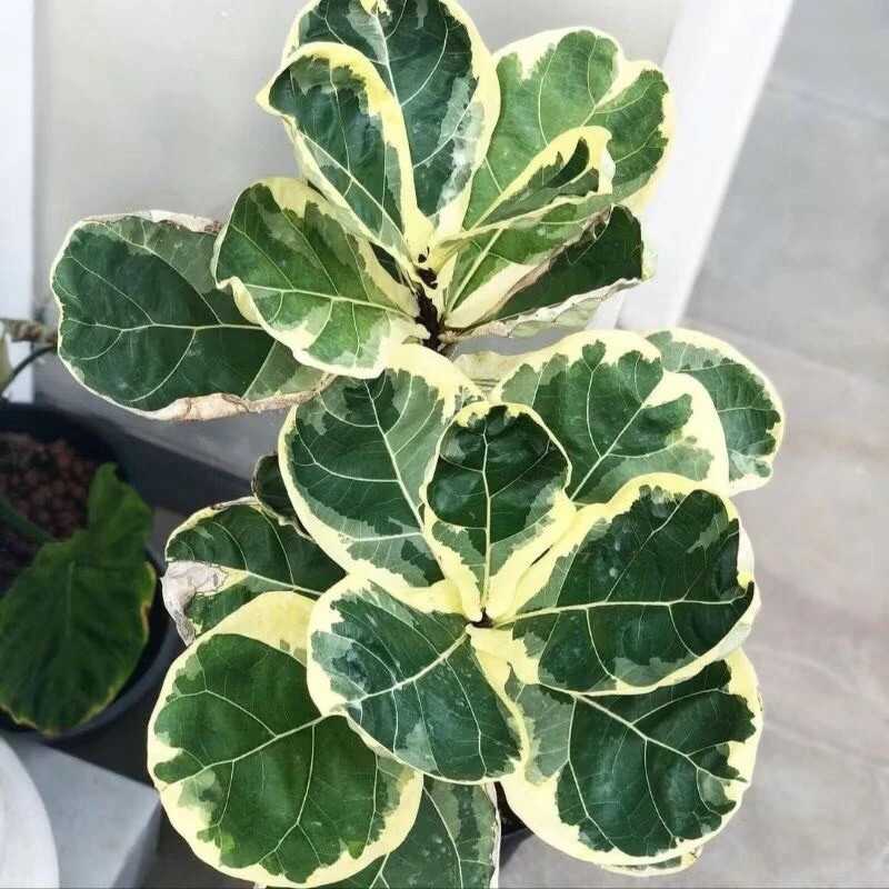 Tanaman Ketapang Biola Variegata / Ficus Lyrata | Daun Cantik, Hiasan Ruangan / Indoor