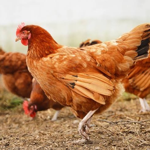 

Telur ayam elba / telur ayam hias / telur ayam fertil siap kirim