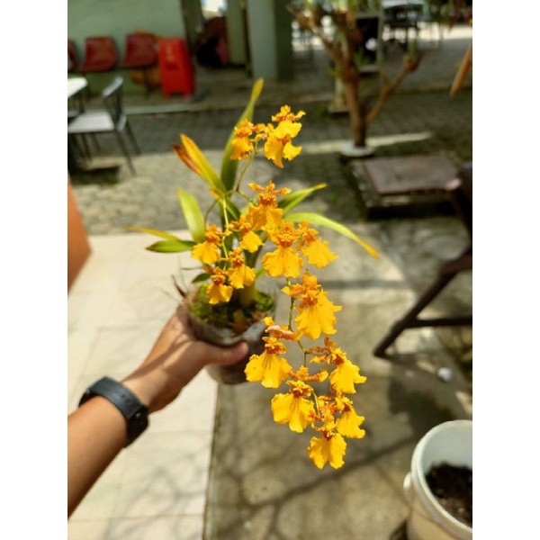 Anggrek Oncidium Golden Shower - Bunga Hias Anggrek Oncidium - bunga hidup