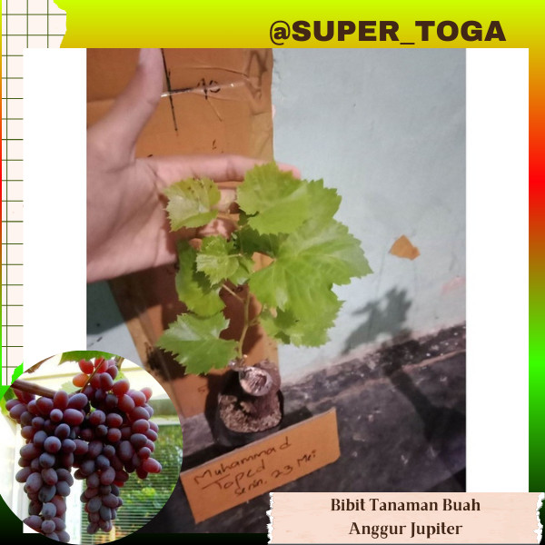 BIBIT ANGGUR IMPORT JUPITER SEEDLESS (hasil grafting) cepat berbuah BIBIT ANGGUR JUPITER TANPA BIJI 
