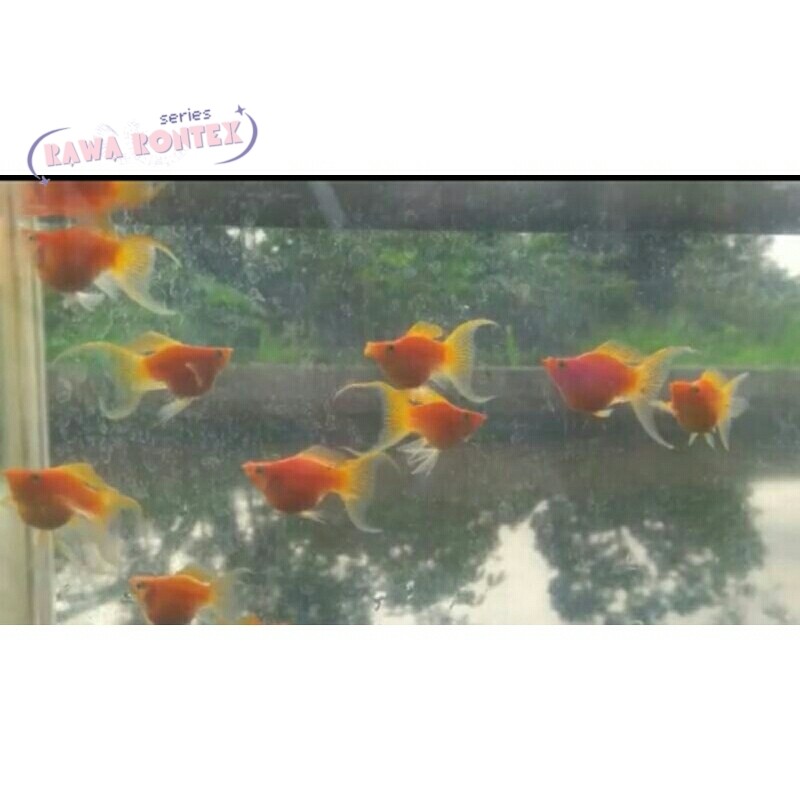 PROMO RAMADHAN MOAK ikan moly balon sunkist ( oren ) lyretail cawang aksesoris aquarium
