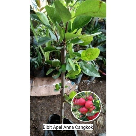 Bibit buah Apel Anna Cangkok batang besar