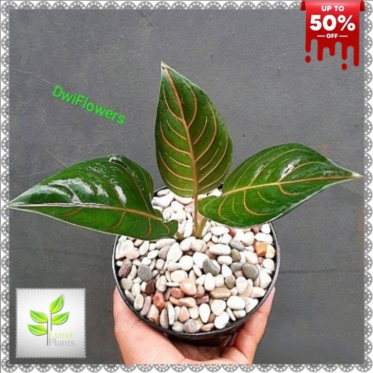 ( BISA COD ) Tanaman Hias Aglonema Rotundum Tiger / Bunga Hias Aglaonema Rotundum Tyger Hijau / Tana