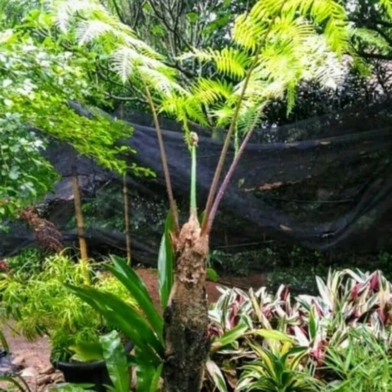 Pakis Paku Jumbo | Bibit Pakis Paku | Pakis Hutan | Bibit Paku Anam ready.