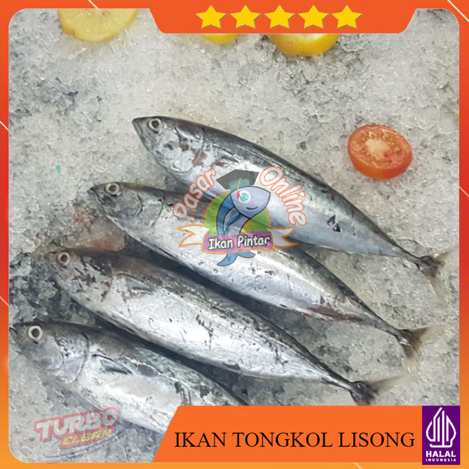 

IKAN TONGKOL 1KG / LISONG / LURIK / BATIK FRESH FROZEN DIBERSIHKAN FAST DELIVERY