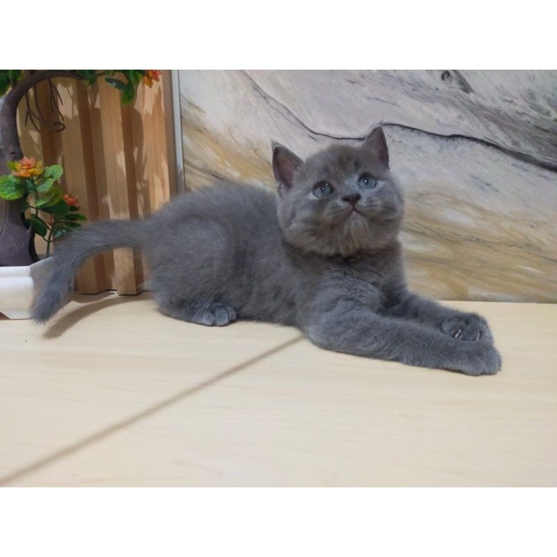 kucing British shorthair abu