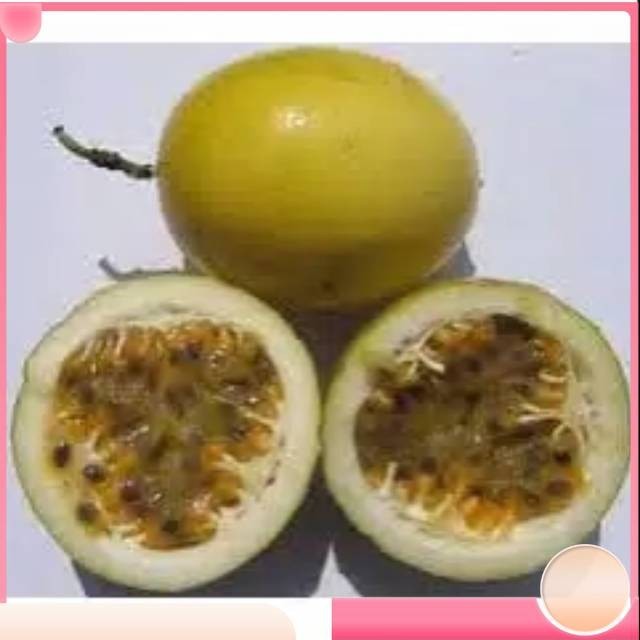 

Markisa kuning segar Kualitas Terbaik