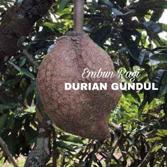 Bibit Durian Gundul langka jaminan keaslian jenis super