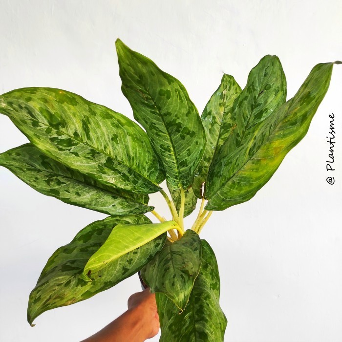 Aglonema Tropical Tiki Tanaman Hias Rumah Pembersih Racun Udara - w/ Pot