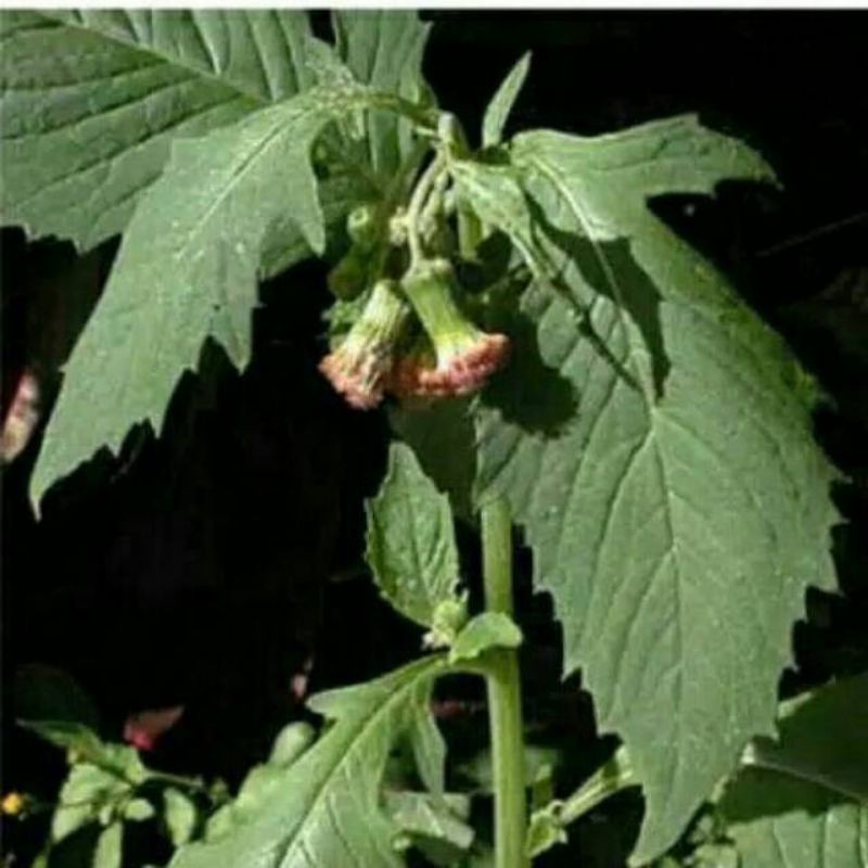 

PROMO DAUN SINTRONG SEGAR LANGSUNG PETIK masih fresh 250 gram KADAKA OLSHOP02