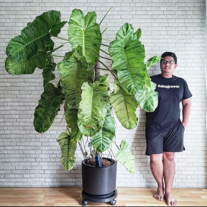 {BISA COD} tanaman hias philodendron paraiso verde varigata tanaman philo paraiso verde