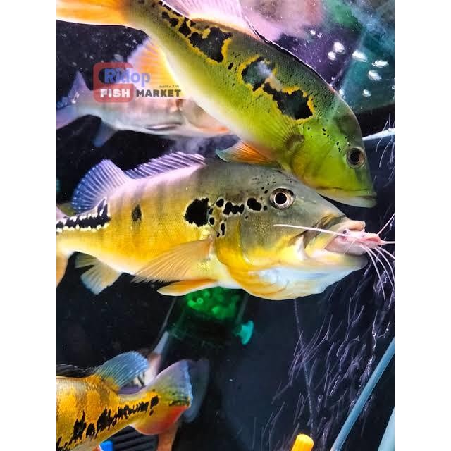 Pemanis aquarium Pbass mono pbass kalberi 7-8cm - Mono kalebe xingu orinoco 5-6cm pemanis aquarium