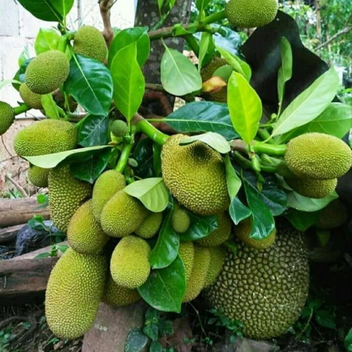 Paket Hemat 3 Bibit Tanaman Buah Nangka Mini