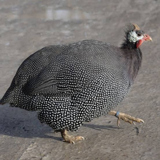 

Telur ayam mutiara / telur ayam hias / telur fertil siap tetas