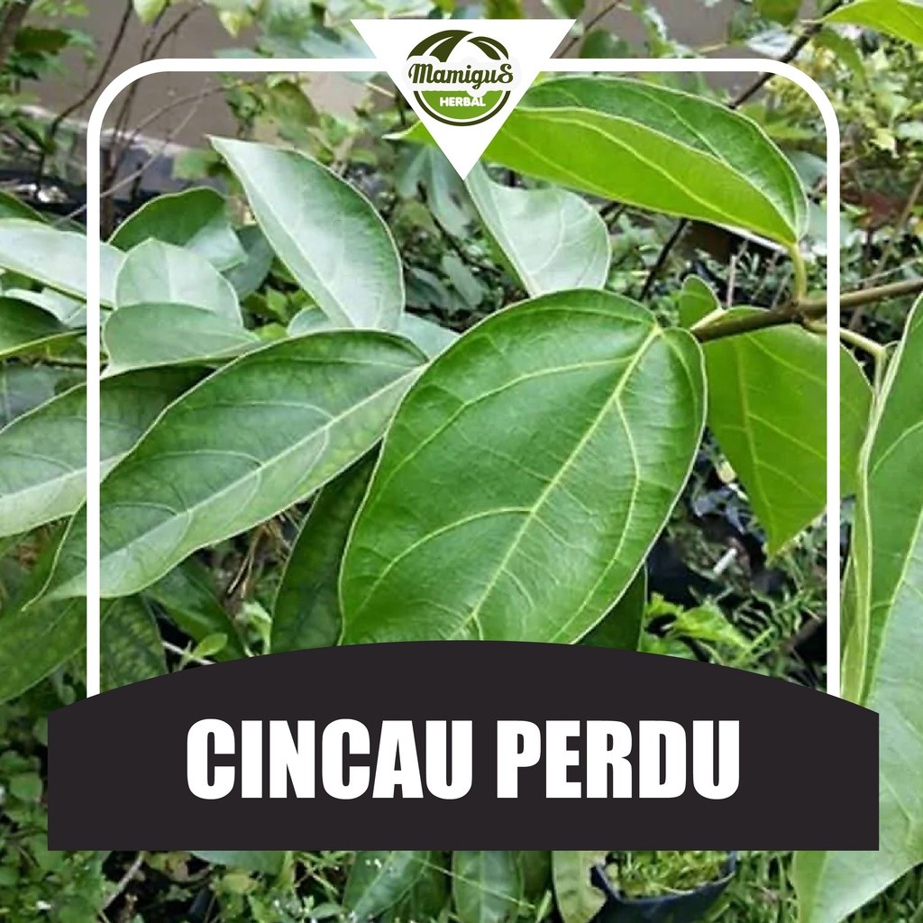 

Daun Cincau Hijau Segar Perdu 1 KG / 1000 gram