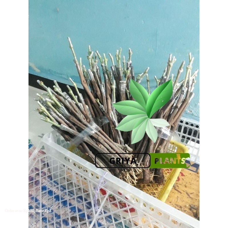bibit anggur import cutting grafting fresh batang besar