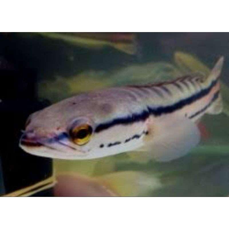 Toman ORI ukur 10cm up