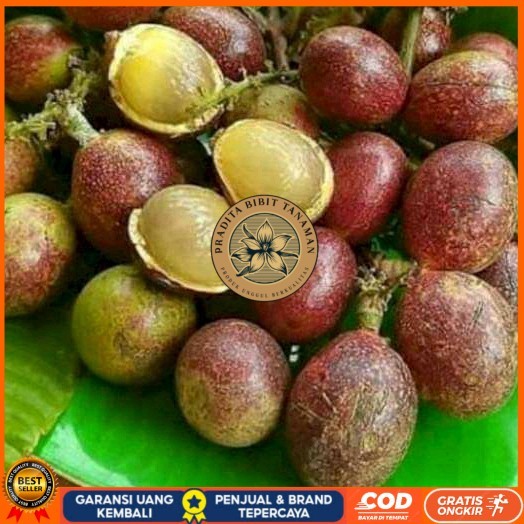 PROMO 5 BIBIT MATOA MERAH/ MATOA HIJAU ADA SUPER UNGGUL Bibit Tanaman Super Unggul PRADITA BIBIT TAN