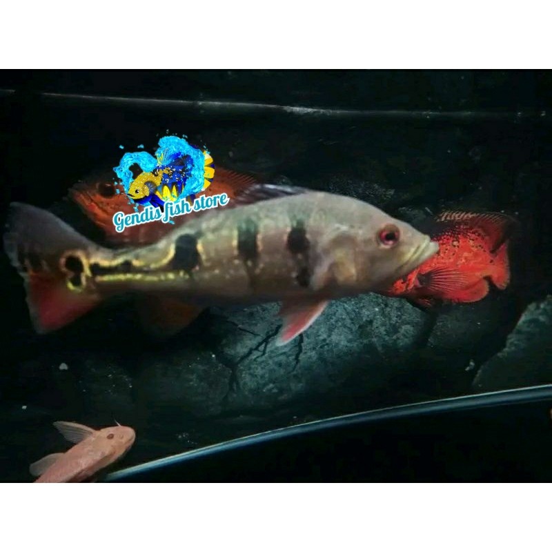 Tankmate aquarium Pbass Brocopondo Size 8-10cm Realsize bergaransi COD pbass orinoco berkualitas