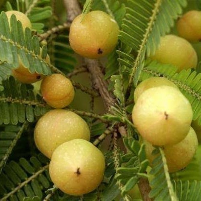 

Buah Malaka Fress Segar 1 kg Partai Besar Siap Kirim Tonase Organik