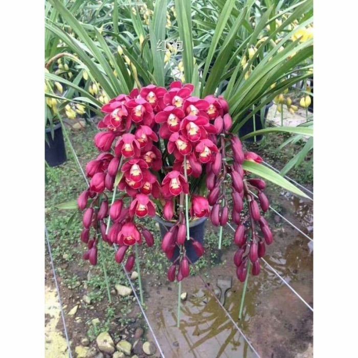 ( GRATIS ONGKIR ) Anggrek Cymbidium dark red f1