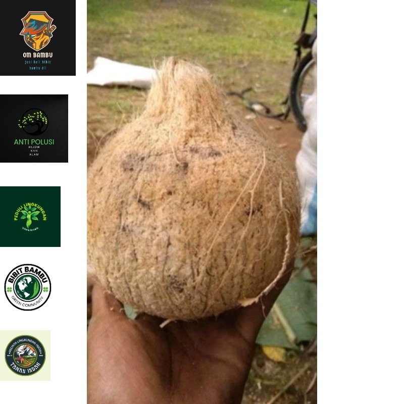 

buah kelapa tua ori kebun kelapa asli