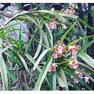 anggrek spesies Vanda tricolor