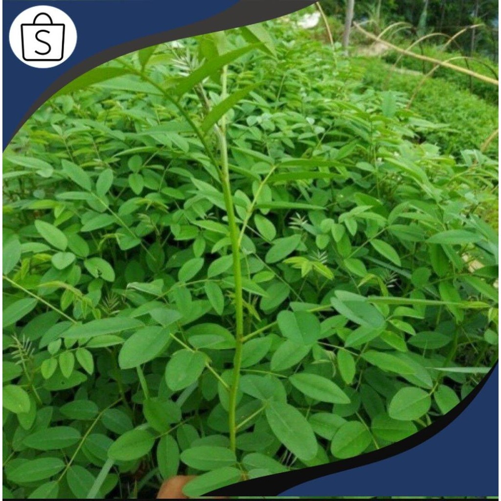 Siap Kirim isi 3 Bibit Indigofera Unggul,Bibit Tanaman Indigofera Buat Pakan Kambing FRESSH