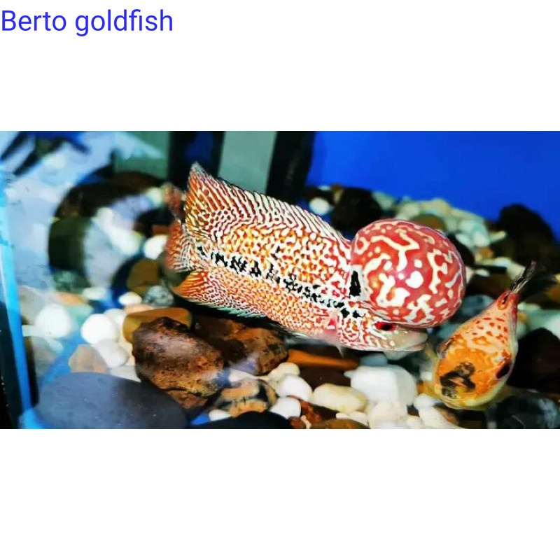 Hiyasan akuarium Burayak louhan GB kamfa F2