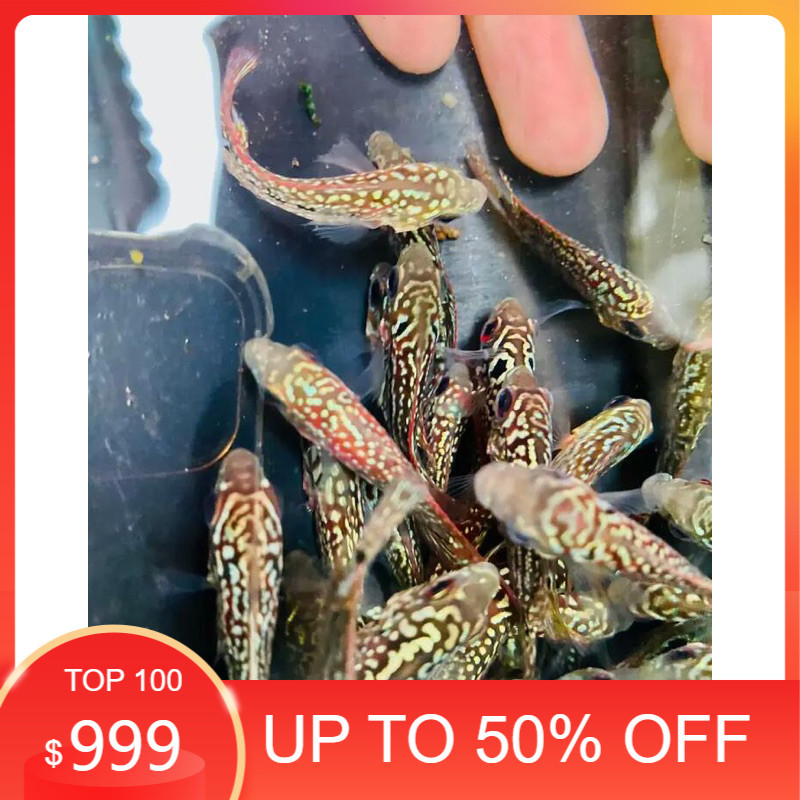 hiyasan akuarium buy 3 get free 1 Burayak Kamfa F2 Redking Sortiran Gen Ori Thailand  akuarium