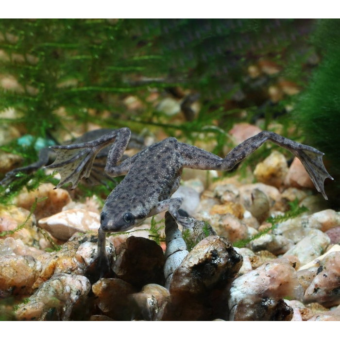 Katak Air Afrika / African Dwarf Frog / Katak Hias Aquascape