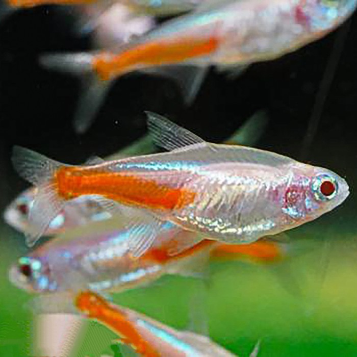 Neon Tetra Albino / Ikan Hias Air Tawar / Ikan Hias Aquascape
