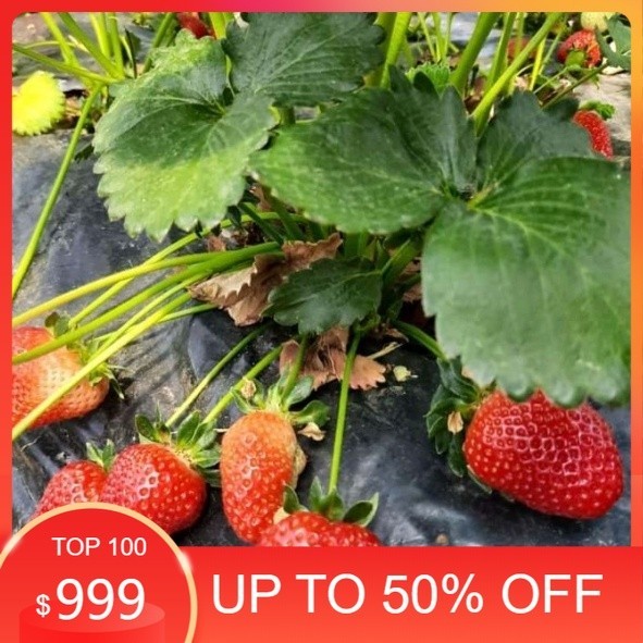 Terbaru - BIBIT STRAWBERRY BIBIT TANAMAN STRAWBERRY