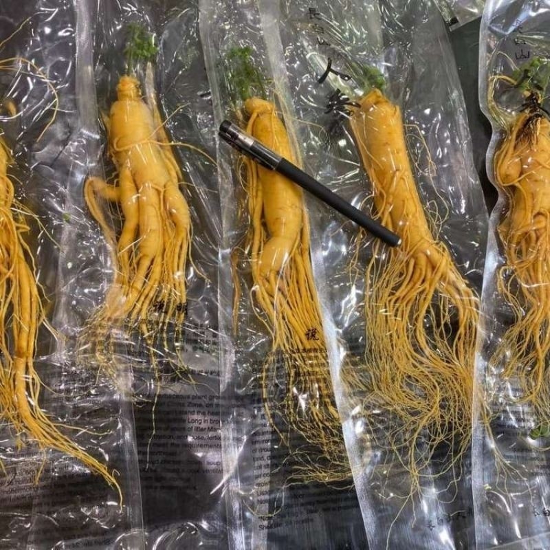

Ginseng besar kemasan vacum ( COD)