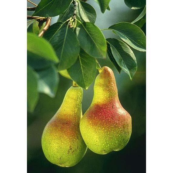 Bibit Benih Biji Buah Pir Common Pear Import Grow Your Own Fruit - Biji Tanaman Pohon Buah Pir - COD