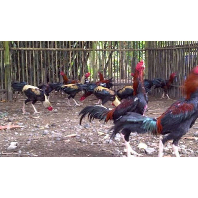 

TELUR FERTIL AYAM BK X AKA UNTUK DI TETASKAN