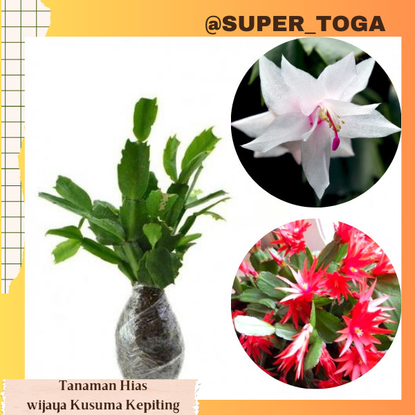(warna Random) WHITE SCHLUMBERGERA (Wijaya Kusuma Kepiting) bibit wijaya kusuma kepiting pohon wijay