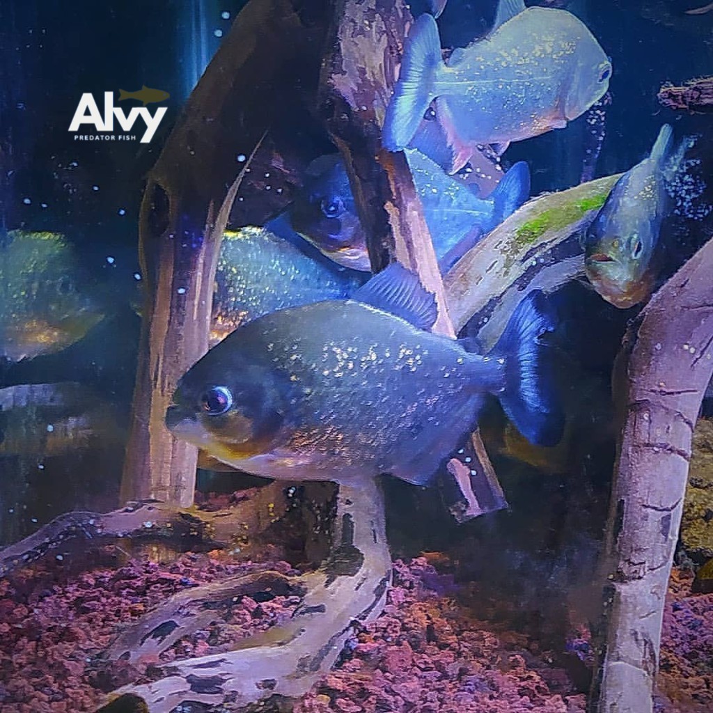 Aksesoris akuarium Senar pancing piranha Red Belied / Red Belly  Air Tawar size 4 cm bawal amazon be