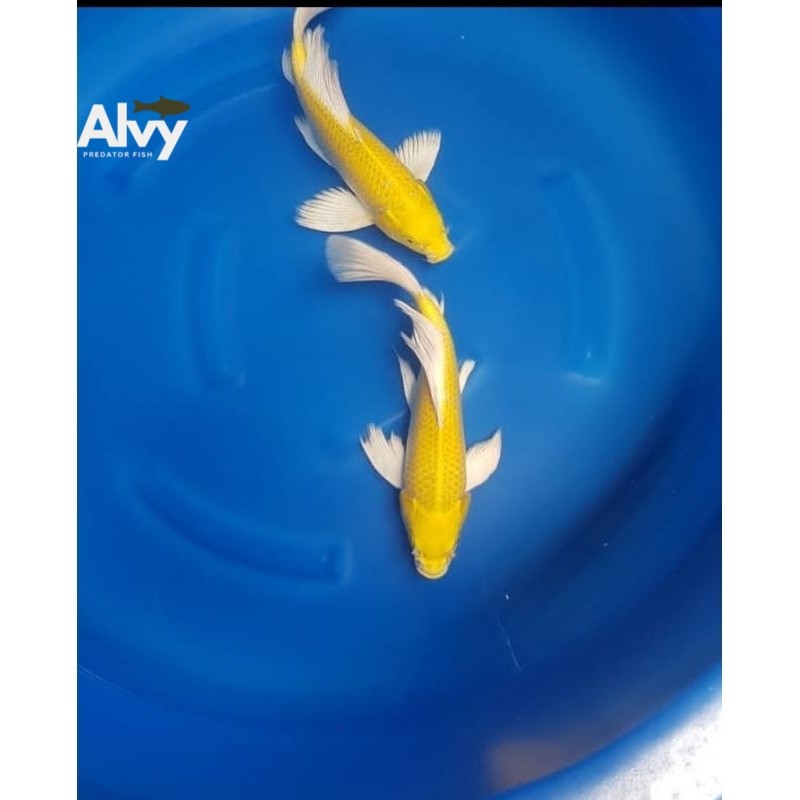 KOI OGON SLAYER KUMPAI ASLI BLITAR GRADE A 10-13cm Berkualitas