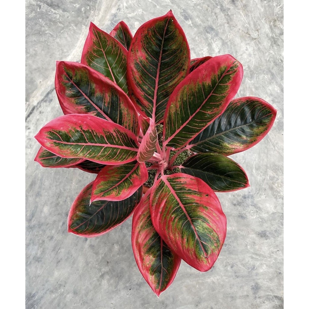 Promo bibit bonggol aglonema khanza / aglonema lipstik khanza merah