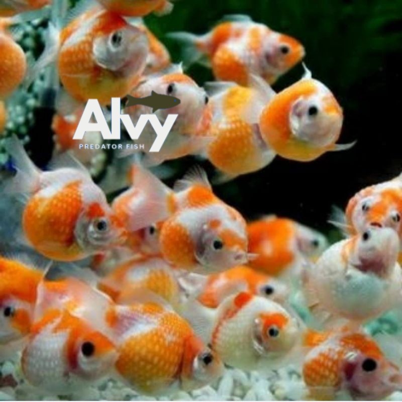 Kebutuhan aquarium Ikan Koki Mutiara PAKET ISI 4 Hias tankmate aquarium aquascape hiasan untuk anak 