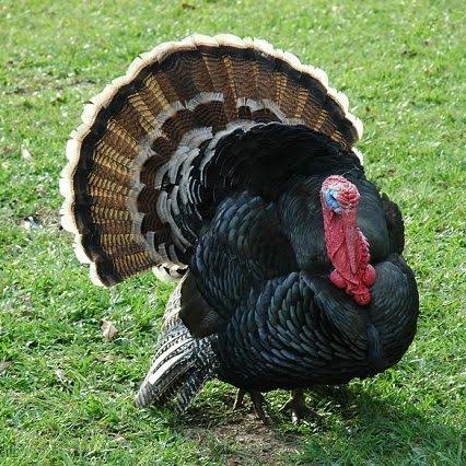

Telur ayam kalkun jumbo / telur ayam hias / telur fertil siap kirim