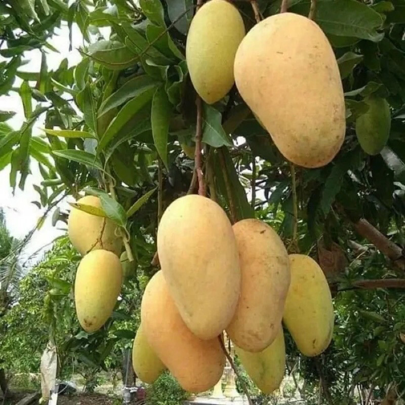 Bibit Mangga Chokanan Okulasi Unggul - Mangga Chokanan Jumbo Manis - Mangga Cepat Berbuah - Tabulamp