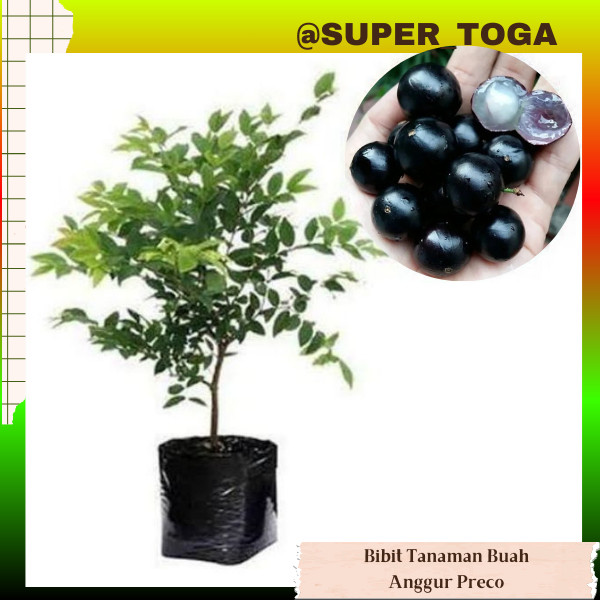 Bibit Anggur Pohon Brazil Preco Super bibit anggur preco cepat berbuah bibit preco