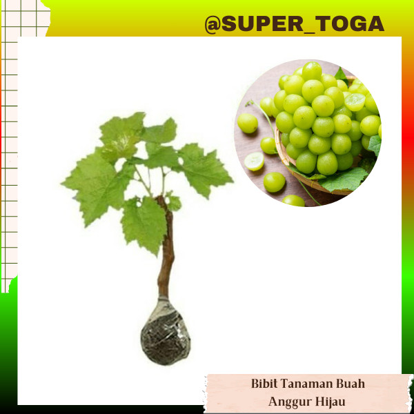 Sedia Bibit Anggur Isabella Hijau lokal cepat berbuah hasil stek batang bibit anggur hijau lokal ste